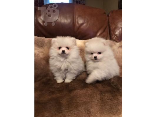 Pomeranian όλα kc reg.